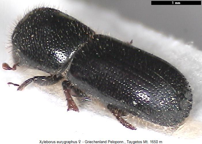 xyleborus_eurygraphus_hab.jpg