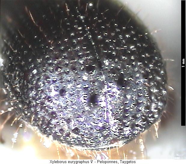 xyleborus_eurygraphus_hlb.jpg
