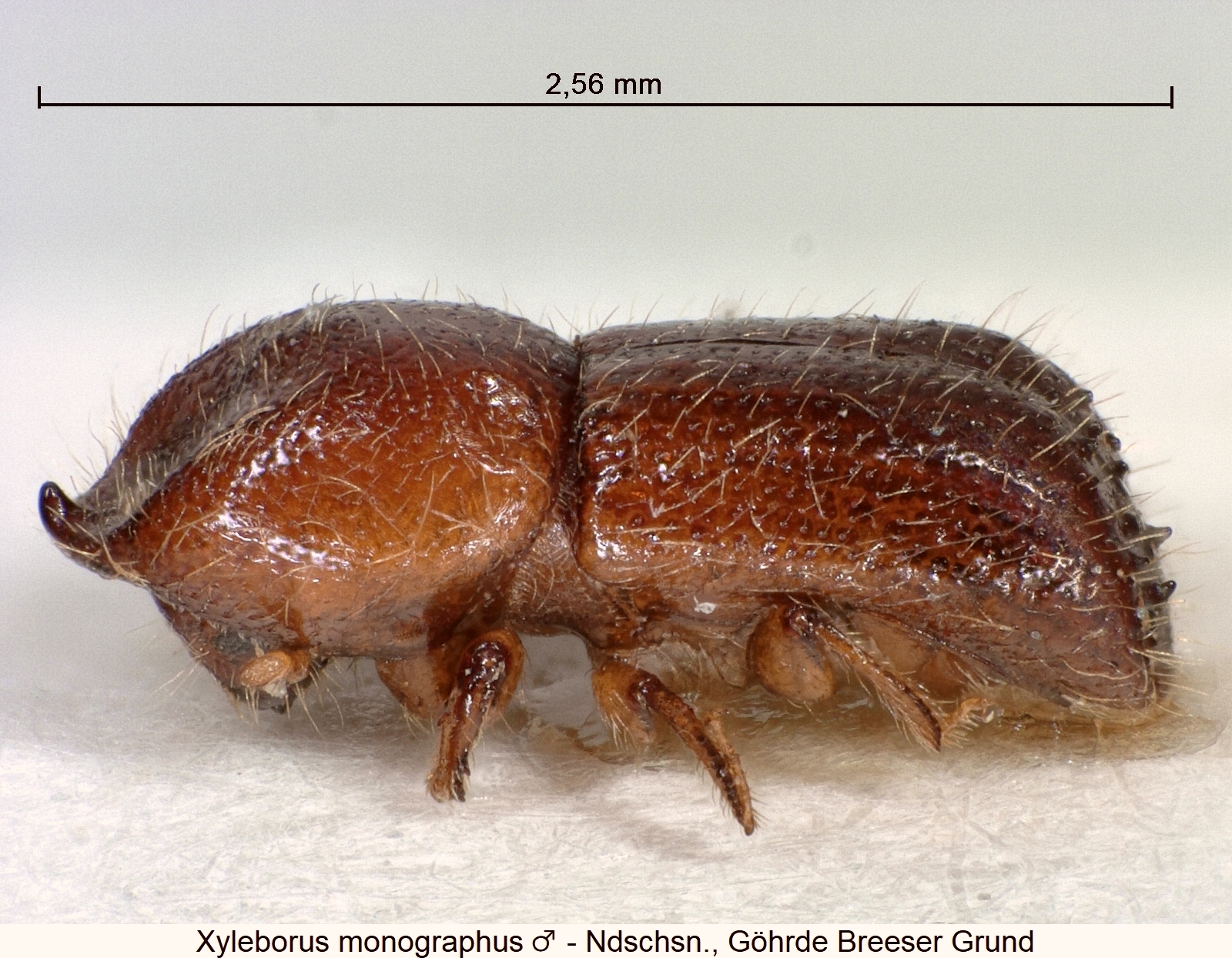 xyleborus_monographus_m_sa.jpg