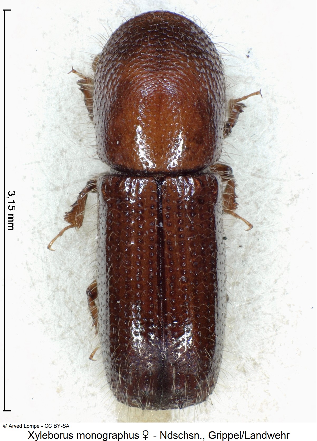 xyleborus_monographus_w_ck13047_hab.jpg