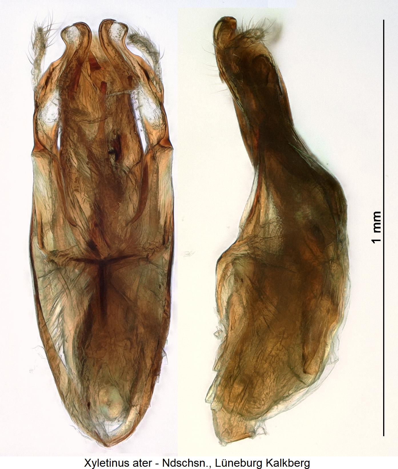 xyletinus_ater.jpg