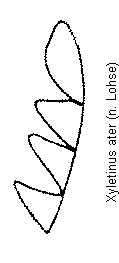 xyletinus_ater_f.gif