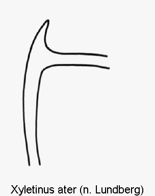 xyletinus_ater_genitalbuegel.gif