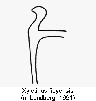 xyletinus_fibyensis_genitalbuegel1.gif