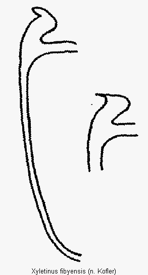 xyletinus_fibyensis_mas.gif