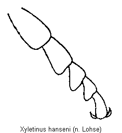 xyletinus_hanseni_tr.gif