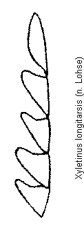 xyletinus_longitarsis_f.gif