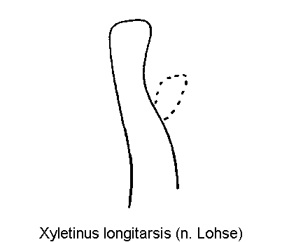 xyletinus_longitarsis_pm.gif