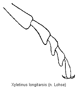xyletinus_longitarsis_tr.gif