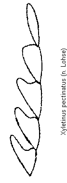 xyletinus_pectinatus_f.gif