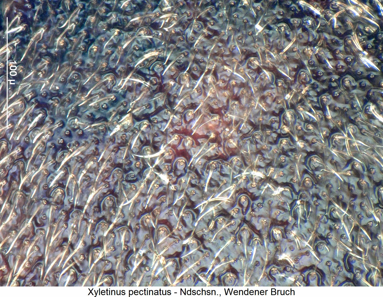 xyletinus_pectinatus_ms.jpg