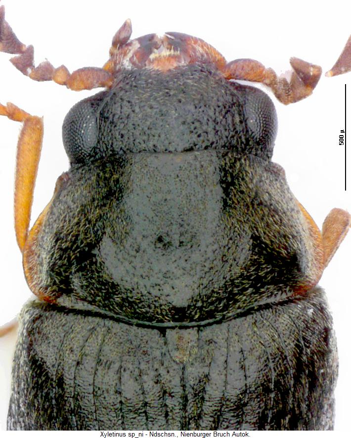 xyletinus_sp_ni_vk.jpg