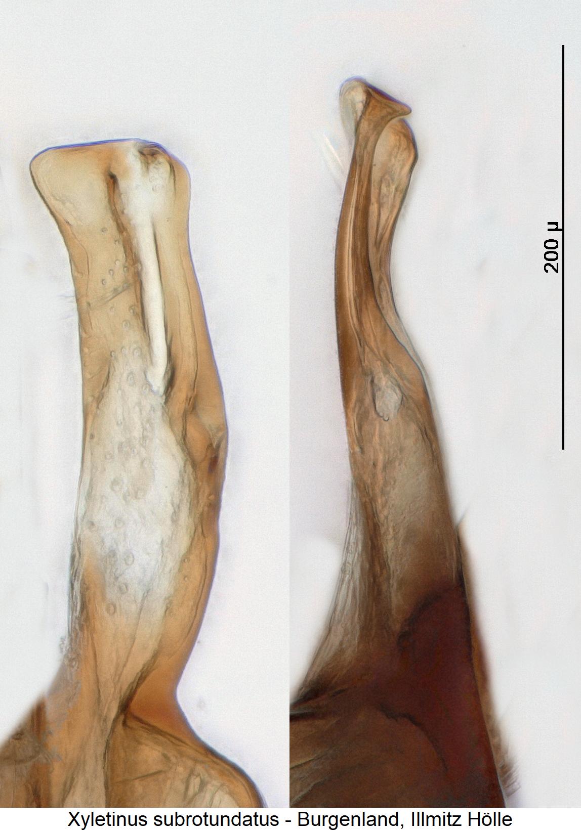 xyletinus_subrotundatus_pm.jpg