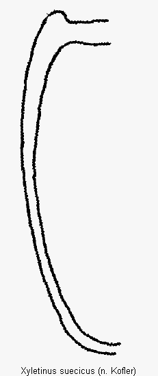 xyletinus_suecicus_mas.gif
