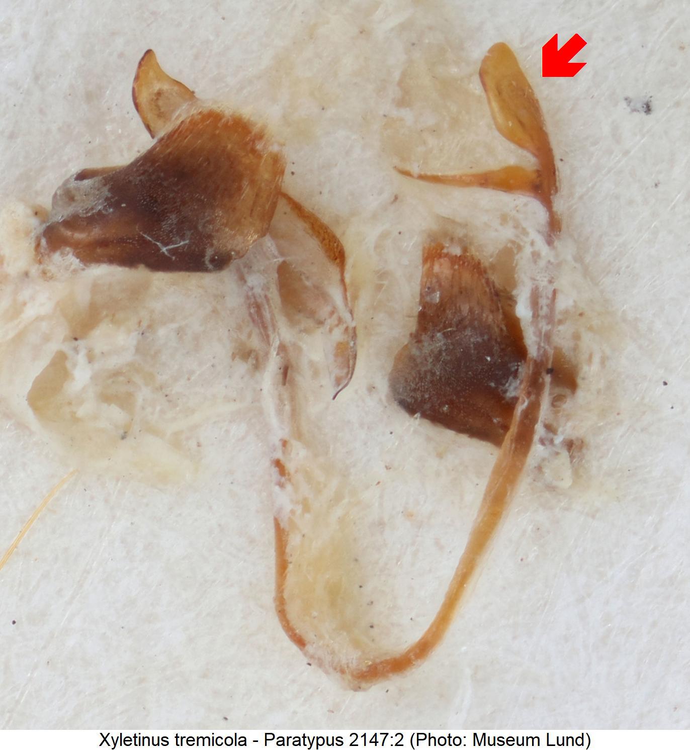 xyletinus_tremicola_genitalbuegel.jpg