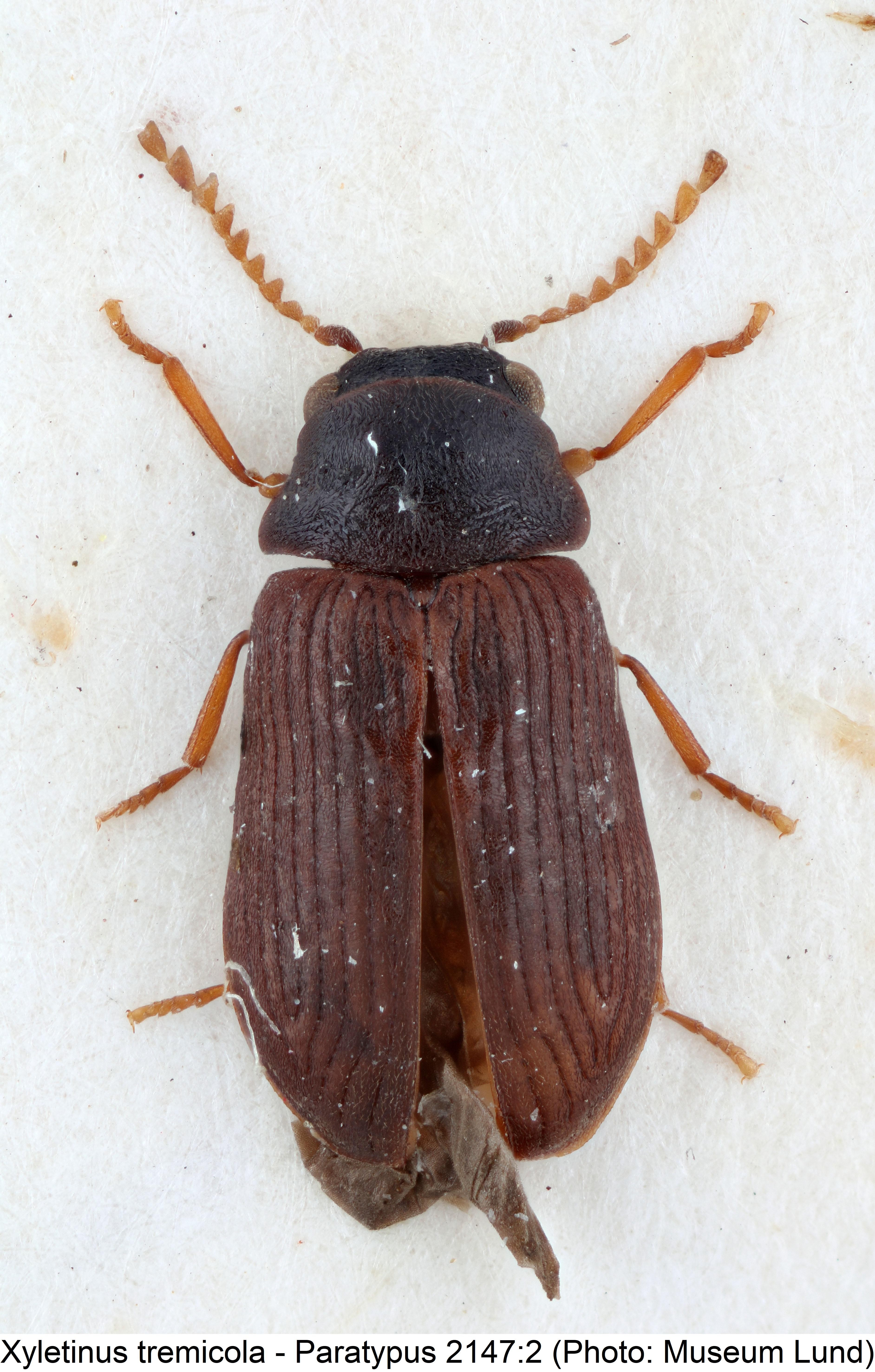 xyletinus_tremicola_hab1.jpg