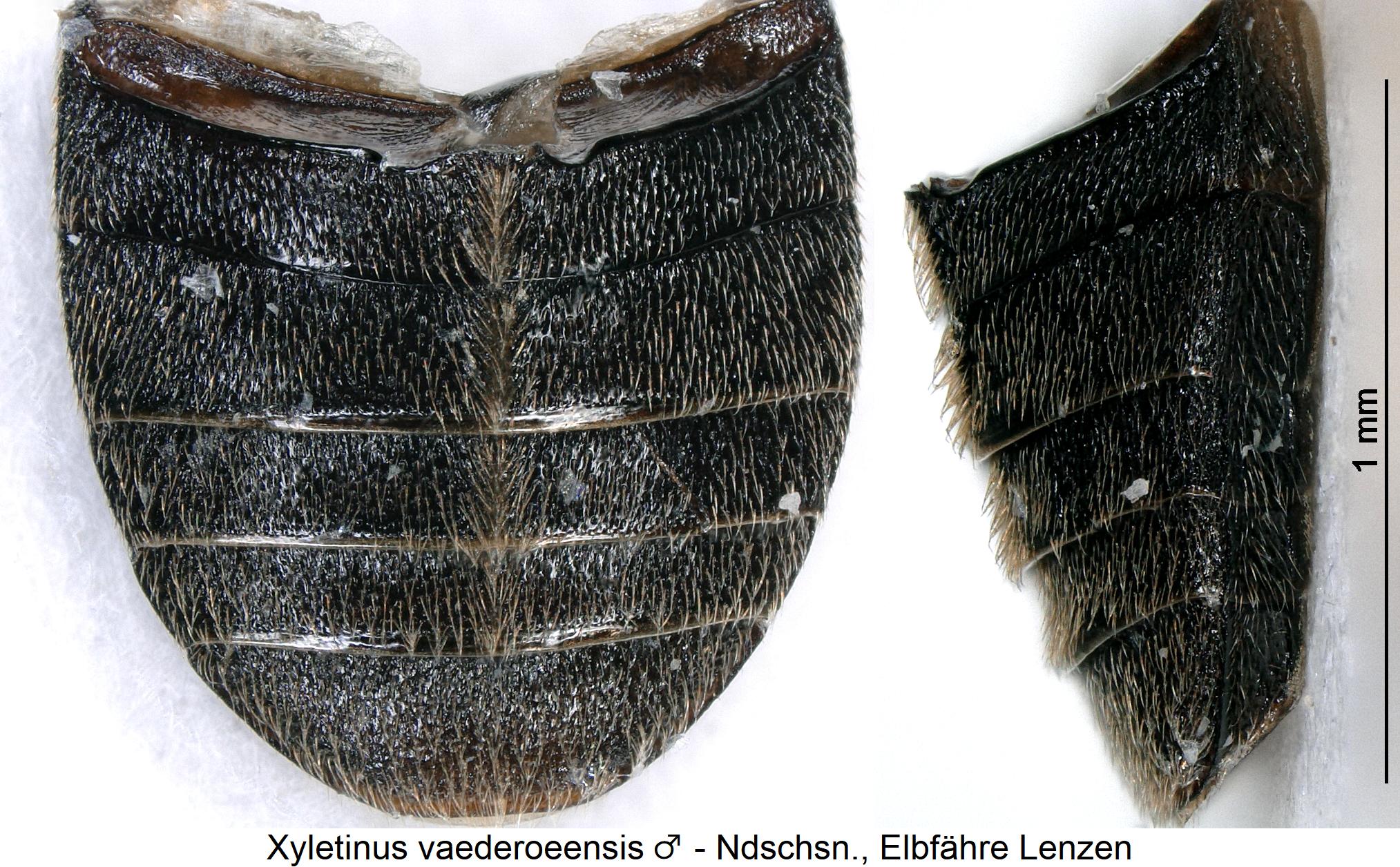 xyletinus_vaederoeensis_abd.jpg