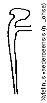 xyletinus_vaederoeensis_gb.gif