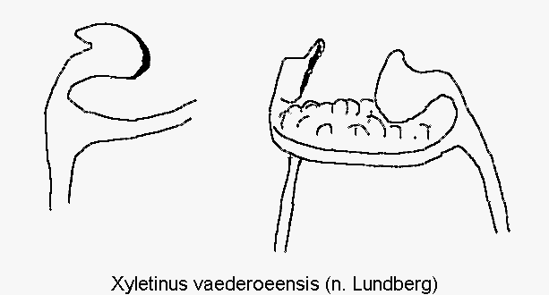 xyletinus_vaederoeensis_genitalbuegel.gif