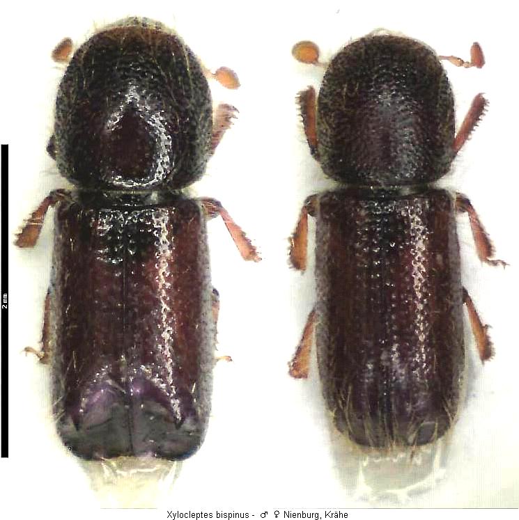 xylocleptes_bispinus_hab.jpg
