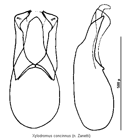 xylodromus_concinnus.gif