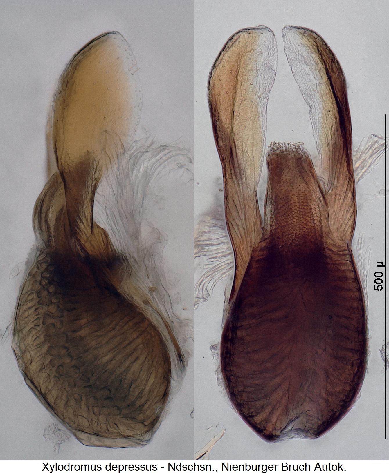 xylodromus_depressus1.jpg