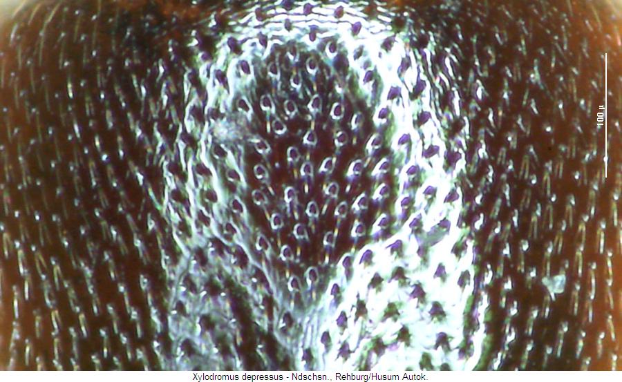 xylodromus_depressus_ms.jpg