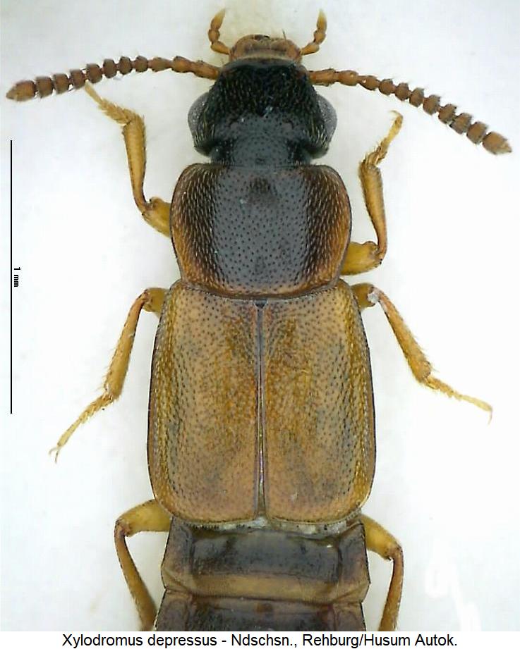 xylodromus_depressus_vk.jpg