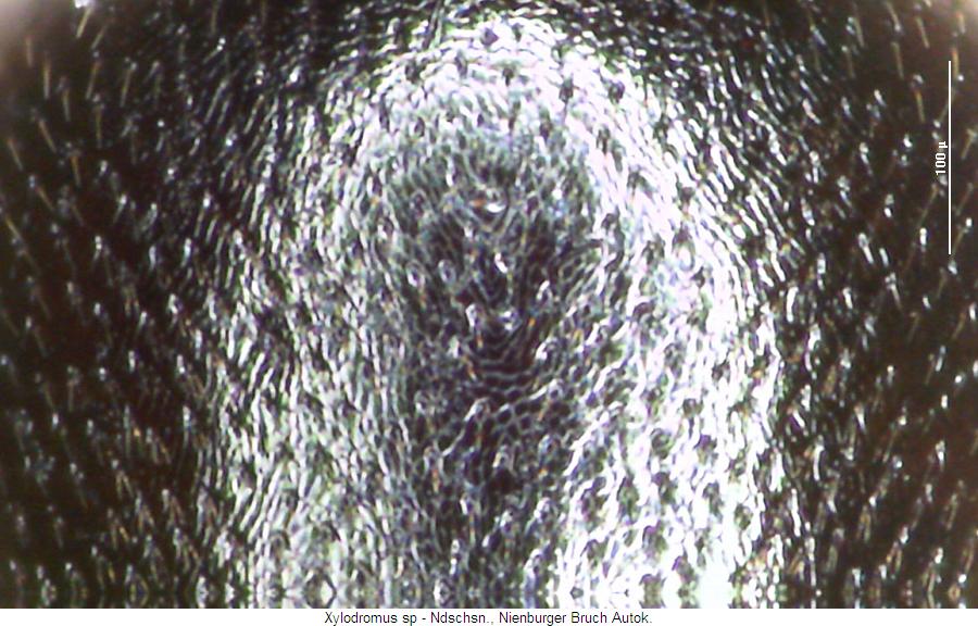 xylodromus_sp_ms.jpg
