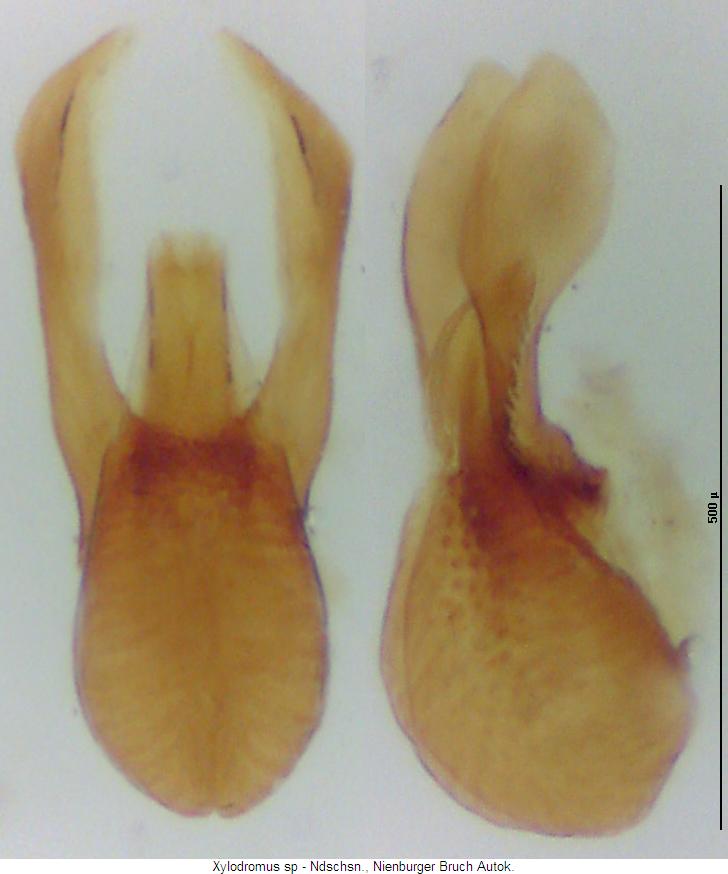 xylodromus_sp_nienburg.jpg