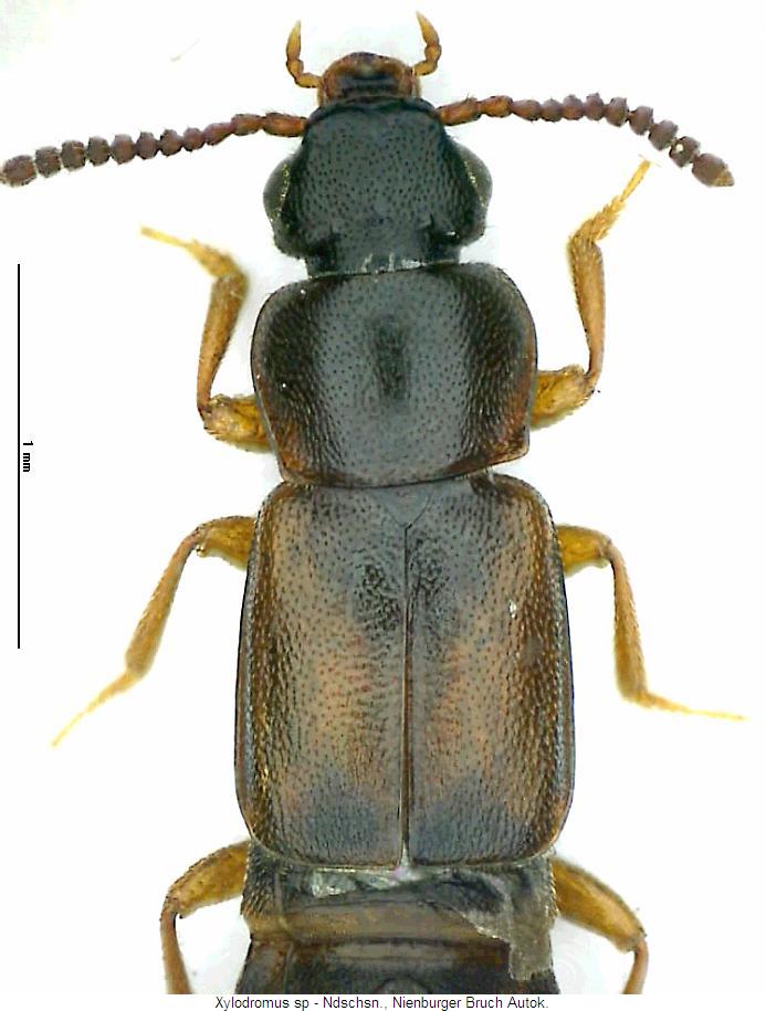 xylodromus_sp_nienburg_vk.jpg