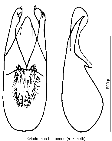 xylodromus_testaceus.gif