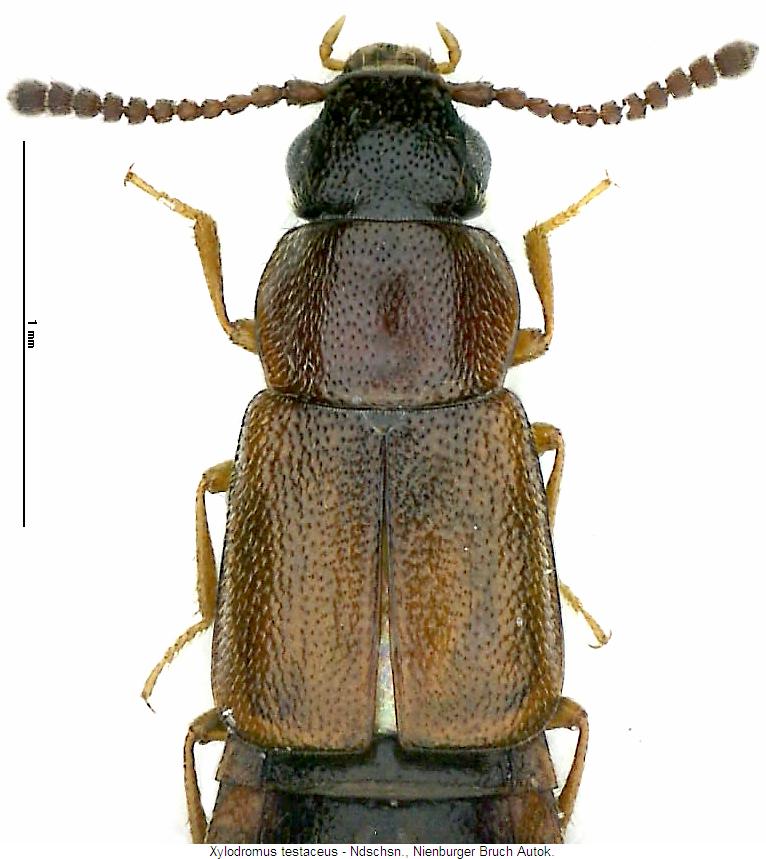 xylodromus_testaceus_vk.jpg