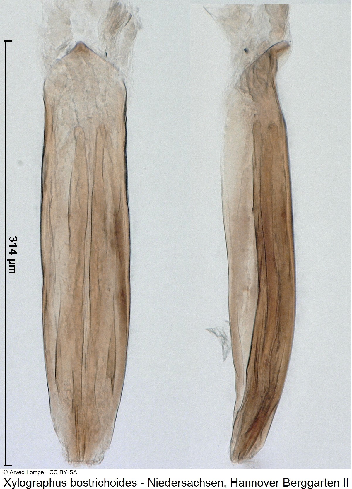 xylographus_bostrichoides_ck36788203.jpg
