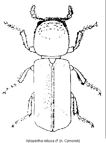 xylopertha_retusa_hab.gif