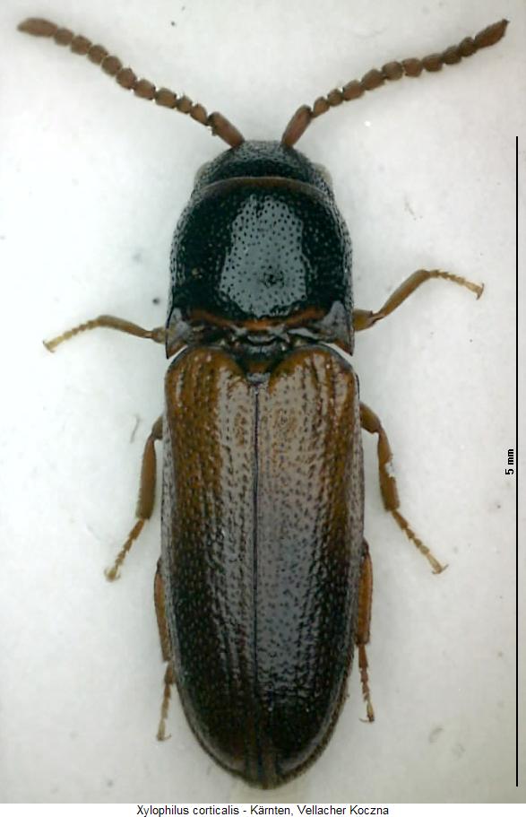 xylophilus_corticalis_hab.jpg