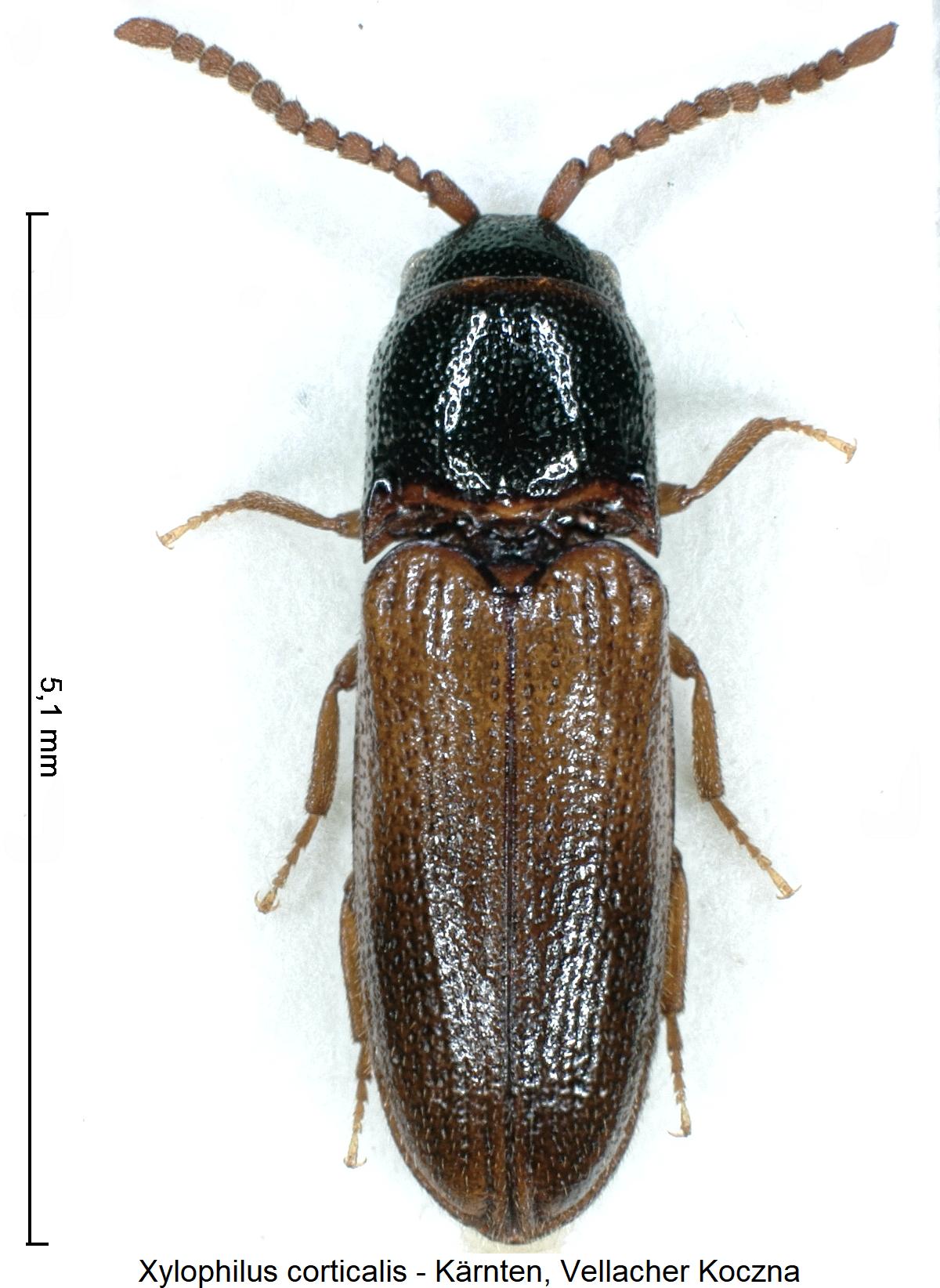 xylophilus_corticalis_hab1.jpg