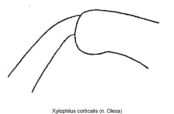 xylophilus_corticalis_hschl.gif