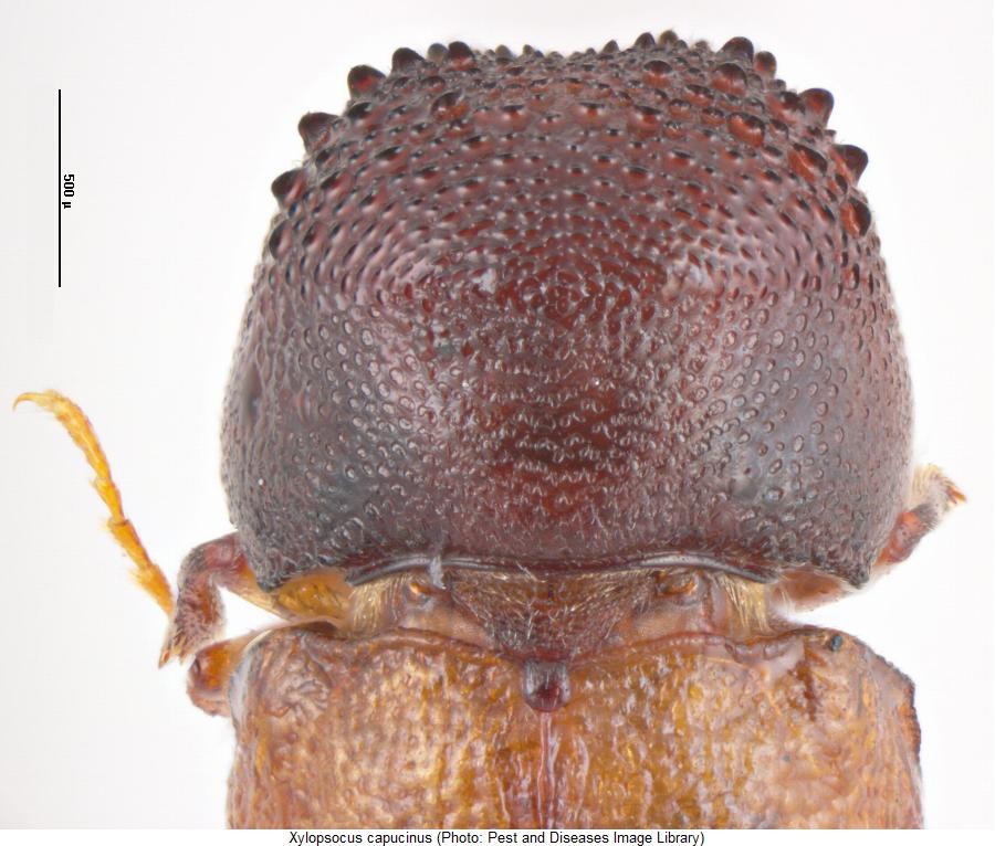 xylopsocus_capucinus_vk.jpg