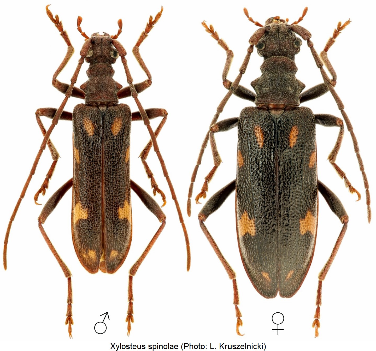 xylosteus_spinolae_hab.jpg