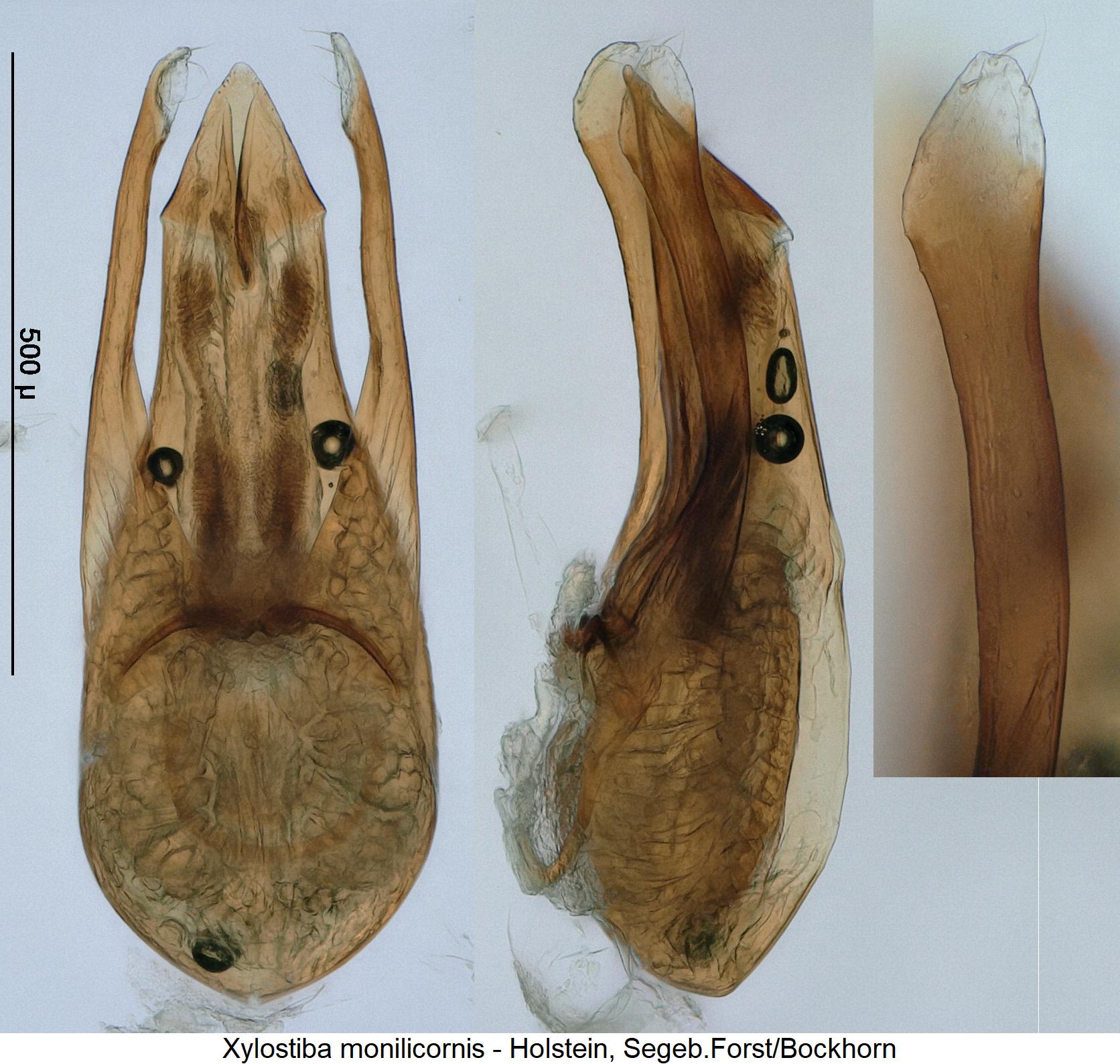 xylostiba_monilicornis.jpg