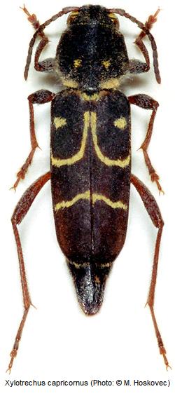 xylotrechus_capricornus_hab.jpg