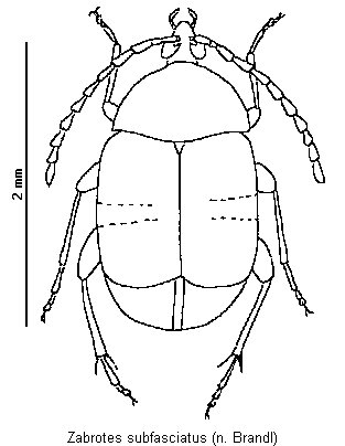 zabrotes_subfasciatus_hab.gif