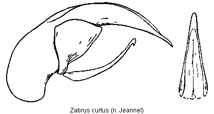 zabrus_curtus_.gif