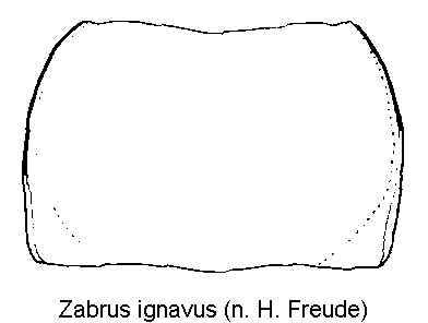 zabrus_ignavus_hsch.gif