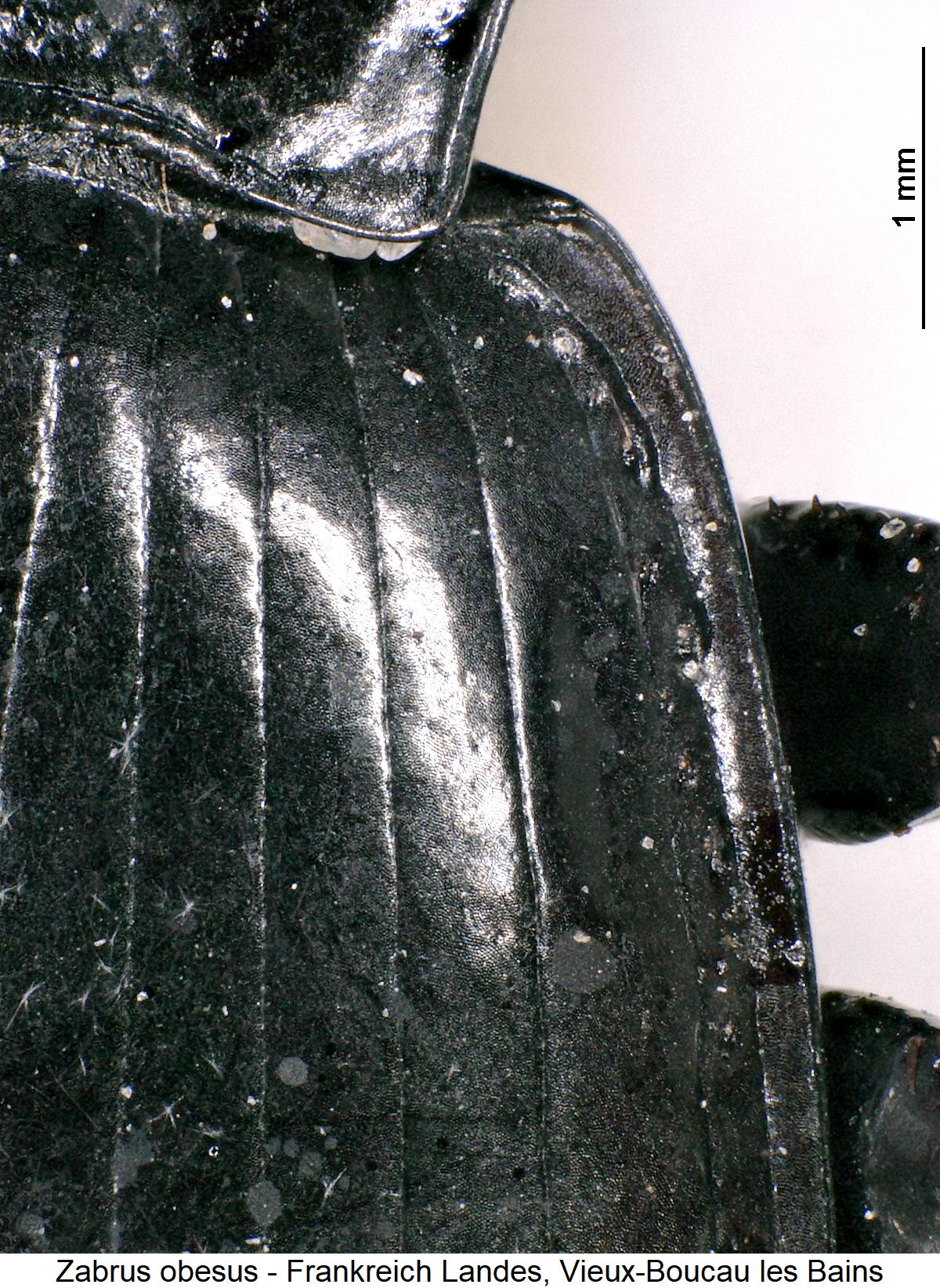 zabrus_obesus_hum.jpg