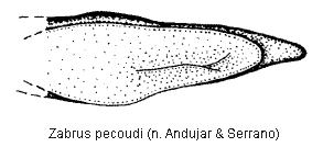zabrus_pecoudi_.gif