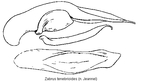 zabrus_tenebrioides.gif