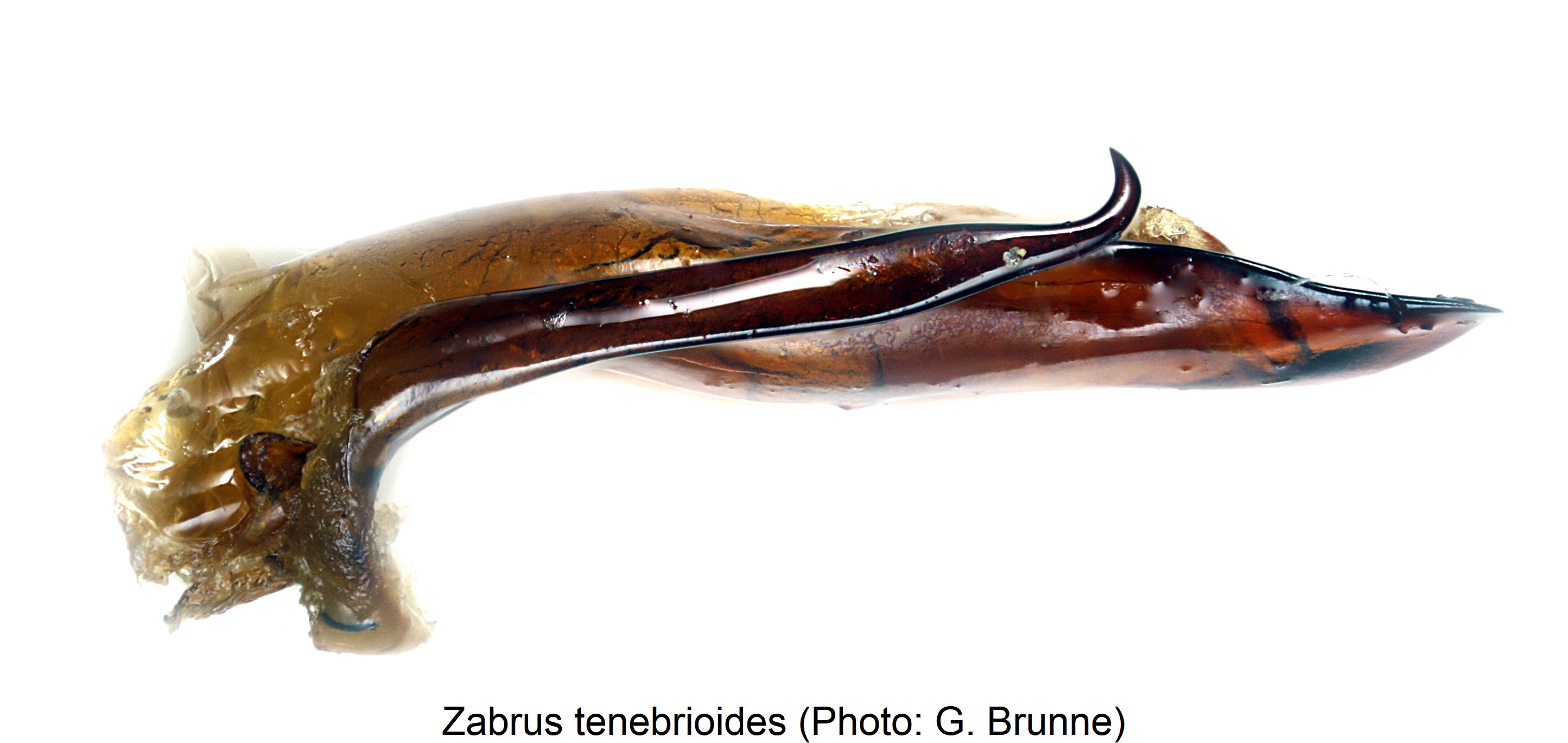 zabrus_tenebrioides.jpg