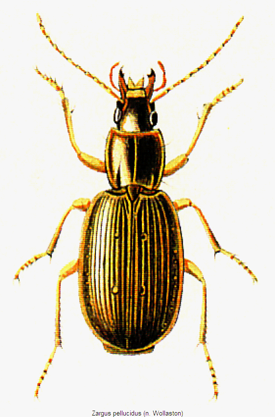 zargus_pellucidus_hab.gif